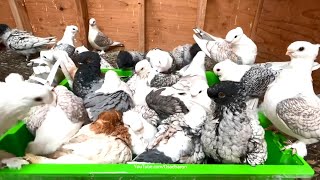 Amazing Blondinette and Satinette Pigeon  Pigeon and Birds Lover Must Watch [upl. by Stern]