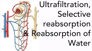 A2 Biology Ultrafiltration Selective Reabsorption and the Reabsorption of Water [upl. by Eanehs]