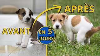 Apprendre la Propreté à son Chiot Rapidement Si j’avais su… [upl. by Ennaid258]