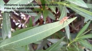 Hemiptera Lygaeidae Spilostethus furcula [upl. by Jodoin]