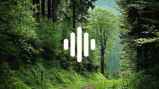 FOREST AMBIENCE  SOUND EFFECTS  HIGH QUALITY  NO COPYRIGHT [upl. by Biegel]