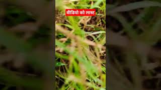 जंगल के बीचों बीच।Jangal ke Bichon Bich shortvideos jangal [upl. by Kannry]