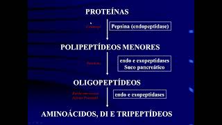 Fisiologia do Sistema Digestório  Aula 2 Parte 3 Digestão e absorção de proteínas [upl. by Lodmilla444]