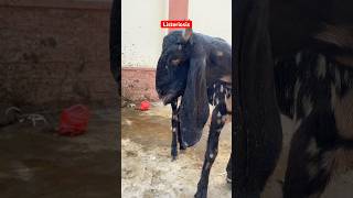 Listeriosis in goat  چکری کی بیماری  Facial paralysis  paralysis  goat goatmedicine goats [upl. by Tamiko]