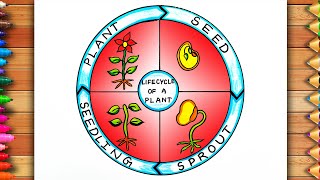 How to Draw Life Cycle of A Plant Diagram  Plant Life Cycle Drawing  Life Cycle of A Plant [upl. by Yhtac441]