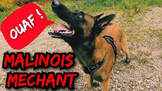 Les aboiement du Malinois agressif [upl. by Nabla]