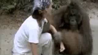 In The Wild Orangutans with Julia Roberts Part 5 [upl. by Reba791]