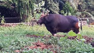 Banteng JawaBos javanicus [upl. by Ellecrad981]