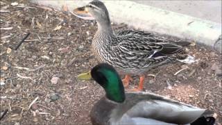 Mallard Ducks male and female [upl. by Vaden327]