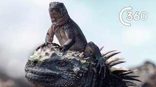 Iguana vs Snakes 360°  Planet Earth II  Behind the Scenes [upl. by Innej]