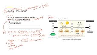 Alcohol Fermentation 3 [upl. by Gadmon456]