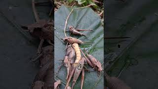 Experience with flying shrimp  Tropical Forest Bees bee shortvideo mountainforest naturallife [upl. by Redwine]