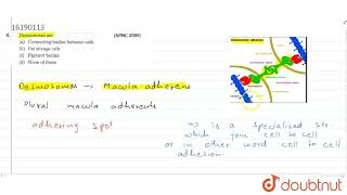 Desmosomes are [upl. by Adaurd]