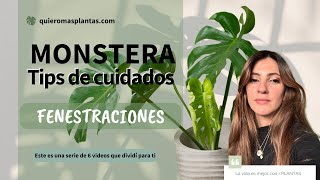 ¿Qué son las Fenestraciones y para qué le sirven a nuestras plantas Monstera Deliciosa tips [upl. by Nordin]