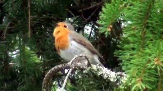 Punarinta laulaa kauniisti Erithacus rubecula [upl. by Nyret490]