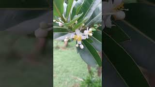 Flowers of Calophyllum inophyllum [upl. by Corrie893]