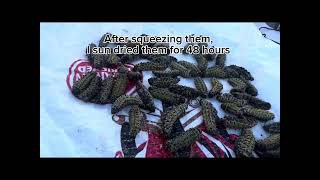 Where to get mopane worms and how to cook them [upl. by Ellimahs]