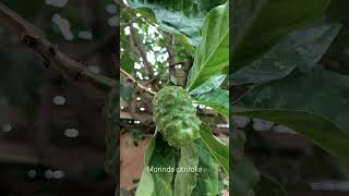 Моринда цитрусолистная Morinda citrifolia [upl. by Atiker]