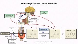 Thyroid Hormones and Thyroid Function Tests [upl. by Frederic392]