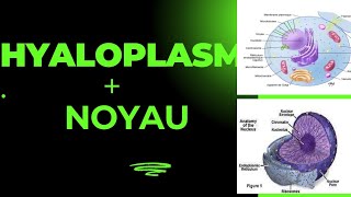 biologie cellulaire noyau  hyaloplasme [upl. by Case]