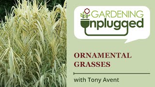 Gardening Unplugged  Ornamental Grasses for your Garden with Tony Avent [upl. by Hnil765]