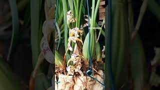 Maxillaria quotBrasilorchisquot Picda [upl. by Lower]