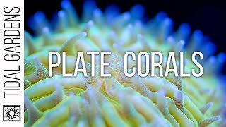 Plate Coral Care Tips  Fungia Cycloseris Diaseris Lithophyllon etc [upl. by Anaitsirhc24]