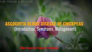 ASCOCHYTA BLIGHT DISEASE OF CHICKPEAS  Introduction  Symptoms  Management [upl. by Lydon36]