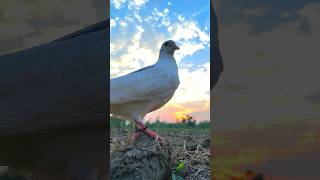 Kabutar ko mitti khane ke liye chhoda 🥰 pigeon kabutar bird youtubeshorts shortsfeed shorts [upl. by Crosse535]