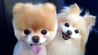 Cute Pomeranian puppies playing with babies [upl. by Karolina]