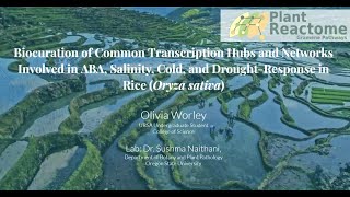 Plant Reactome Biocuration of transcription factors involved in abiotic stress response in rice [upl. by Portuna652]