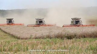 3x Claas 8900  Fendt  Rapsernte  Canola Harvest 2020 [upl. by Eusassilem]