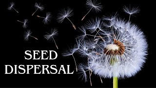 Seed dispersal in plants types of seed dispersion [upl. by Dazraf]