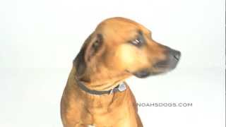 Rhodesian Ridgeback Close Up  Noahs Dogs [upl. by Hcaz787]