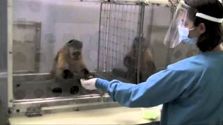 Two Monkeys Were Paid Unequally Excerpt from Frans de Waal s TED Talk SD [upl. by Tutt]