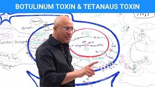 Botulinum Toxin amp Tetanus Toxin Mechanism [upl. by Ellivro]