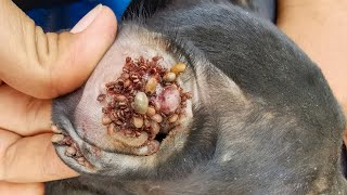 Removing All Ticks From Dog  Dog Ticks Removing Clip  Ticks Removal Videos EP 21 [upl. by Assirek]