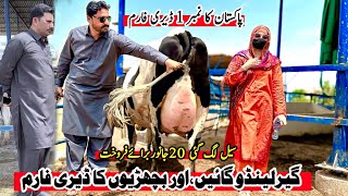 Subhan Dairy Farm  Girlando Cow  Girlando Heifer  Cow For Sale New Video  Pk Janwar Mandi [upl. by Drolyag]