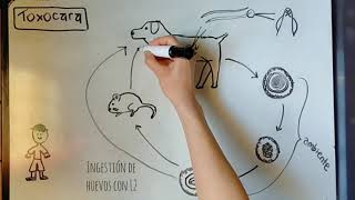 Toxocara canis Ciclo biológico características morfológicas e importancia zoonótica [upl. by Massab733]