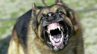 Large Dog Barking SFX Aggressive Loud Dogs 12 Hours High Quality Sound Effects of Canine Barks [upl. by Hudnut942]