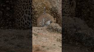 leopardess at jawai wildlife nature leopard shorts [upl. by Studnia]