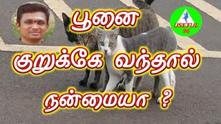 பூனை குறுக்கே வந்தால் நல்லதா cat in tamil [upl. by Nauaj]