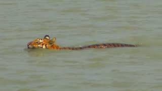 Tigress Choti ma crossing canal with two cubs  Sundarbans  Uncut  WIE [upl. by Huebner]