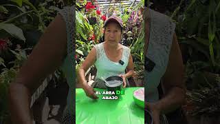 El secreto para tener árboles frondosos y saludables shorts jardin flores [upl. by Omissam338]