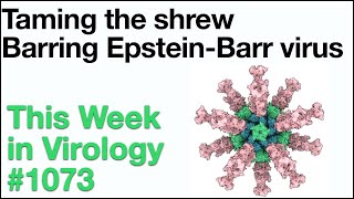 TWiV 1073 Taming the shrew and barring EpsteinBarr virus [upl. by Eelegna]