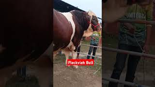 Fleckvieh Bulls fleckvieh viralvideo trending cow video youtubeshorts cowboys [upl. by Luz]