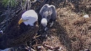 Southwest Florida Eagles  E9 Self Feeding Attempt  January 19 2017 1 [upl. by Guttery869]