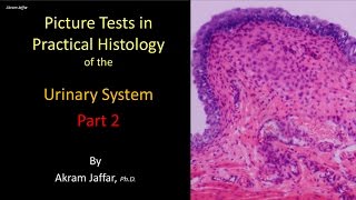 Picture tests in histology of the renal system 2 [upl. by Cornel]