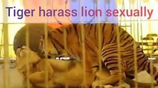 Tigers Abuse Lions Sexually Big Mistake [upl. by Akcinahs]