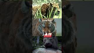 Smilodon vs Bornean Tiger vs Mosbach Lion paleontology prehistoric cenozoic shorts tiger lion [upl. by Urissa]